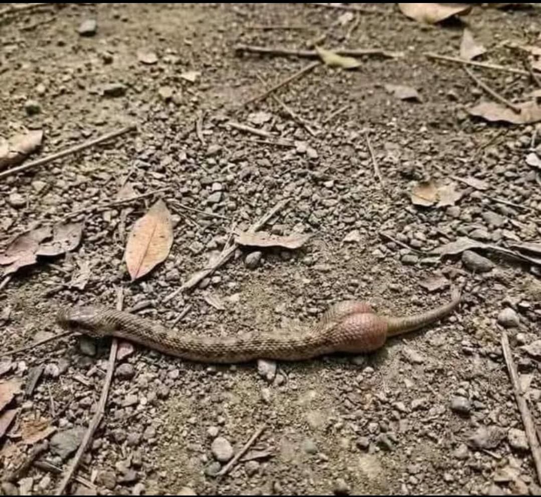 _Orimke's tweet photo. Na lie... snäke do BBL ke? 😭🐍 https://t.co/HHvwI92XQn