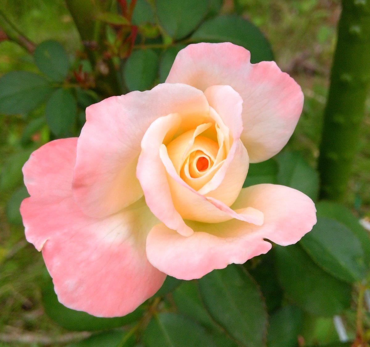 gando0201's tweet photo. タイタニックの全開と蕾🌹
どちらも可愛い💕
写真の補正の仕方が変わっていてちょっと戸惑った💦
#薔薇　#バラ　#茨城県の花 https://t.co/1fC3WFvHBM