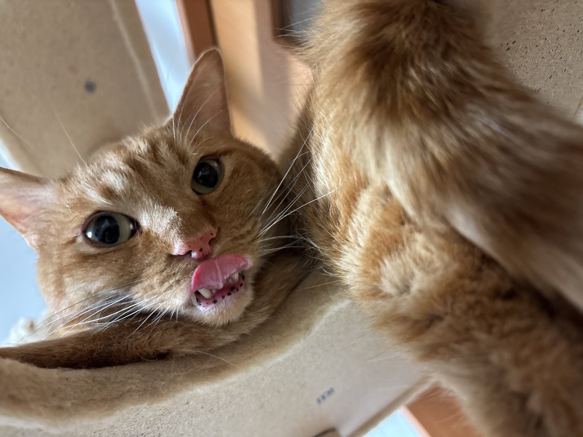 gb0530's tweet photo. 月末はにゃんこ6歳の誕生日🎂
プレゼントは何にしようかな🤔

#猫 #猫のいる暮らし #茶トラ https://t.co/GBAS9jWQ3b