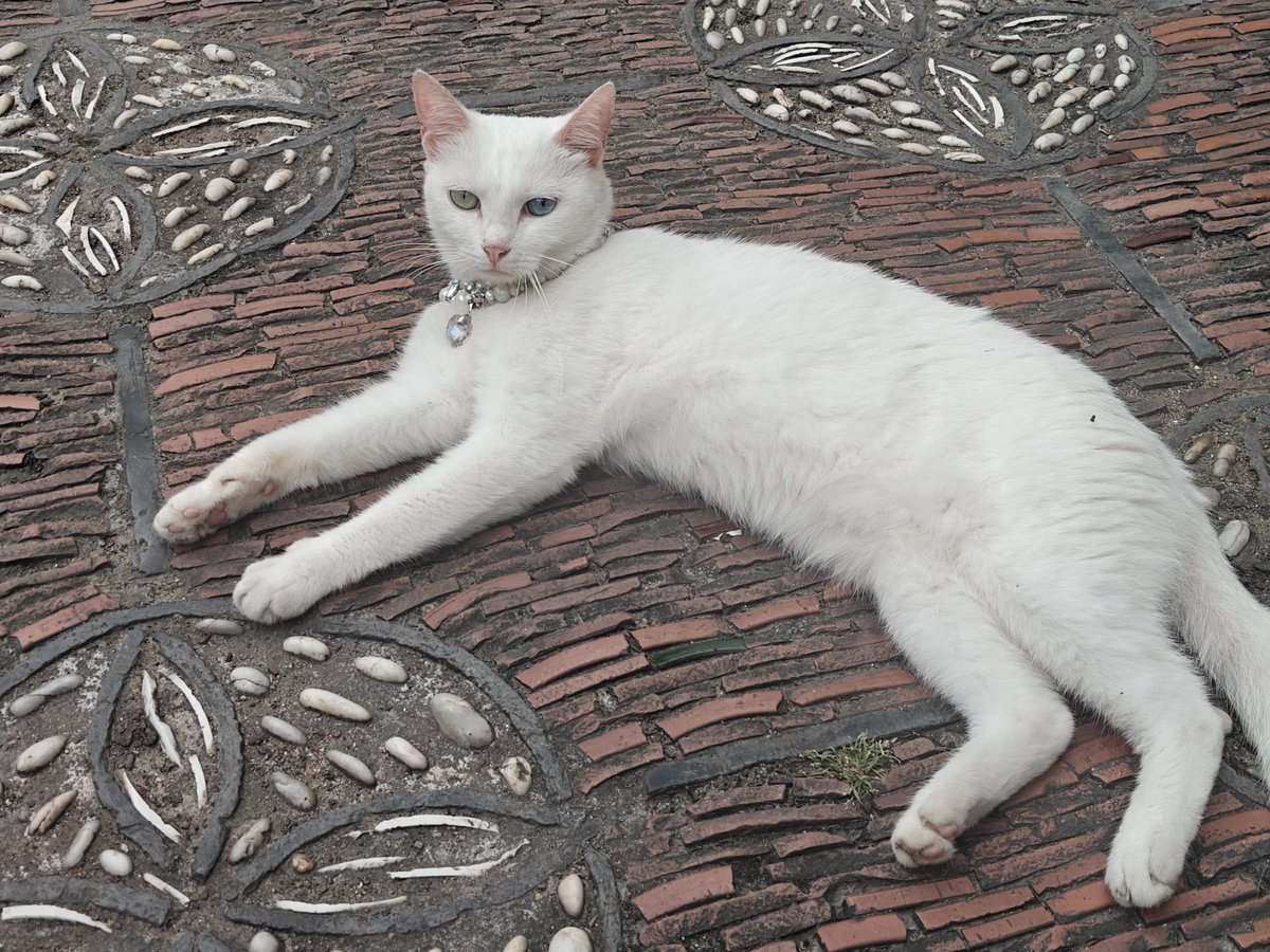 IsMia271894's tweet photo. 在同里古镇遇到一只异瞳的猫猫
好漂亮 https://t.co/6Owx40BhVb