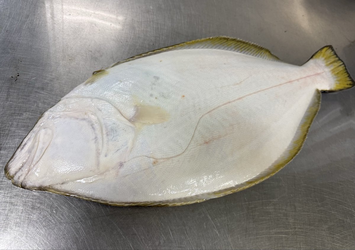 captainalaska01's tweet photo. 釣り物 留萌ヒラメ頂きました！
ありがとう https://t.co/BK0laQhtEH