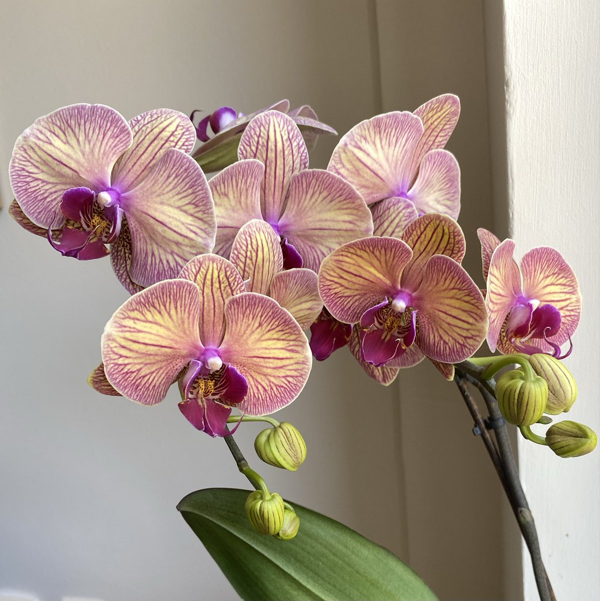 ozdennaydn's tweet photo. 🌸🌺 https://t.co/MQubnkUkHu