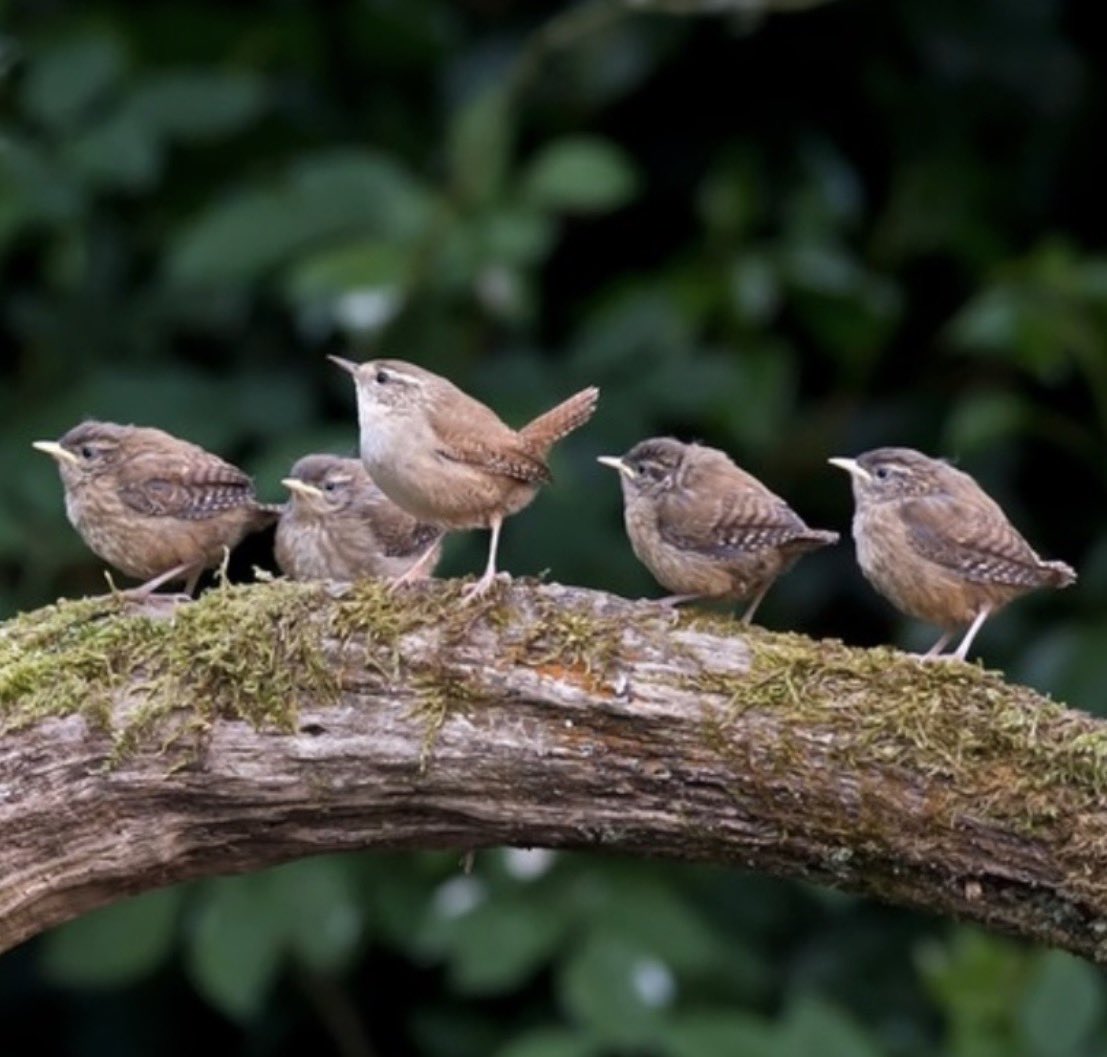 silverpebble's tweet photo. A few more gorgeous collective nouns for you…
A group of:
🐞-ladybirds is called a ‘loveliness’
🪶-long tailed tits is called a ‘zephyr’
🪶-wrens (many often squish together in nestboxes to roost at night) is called a ‘chime’
📷: @suffolkwildlife 
🦋-butterflies is called a ‘kaleidoscope’ 
Might you have a favourite?