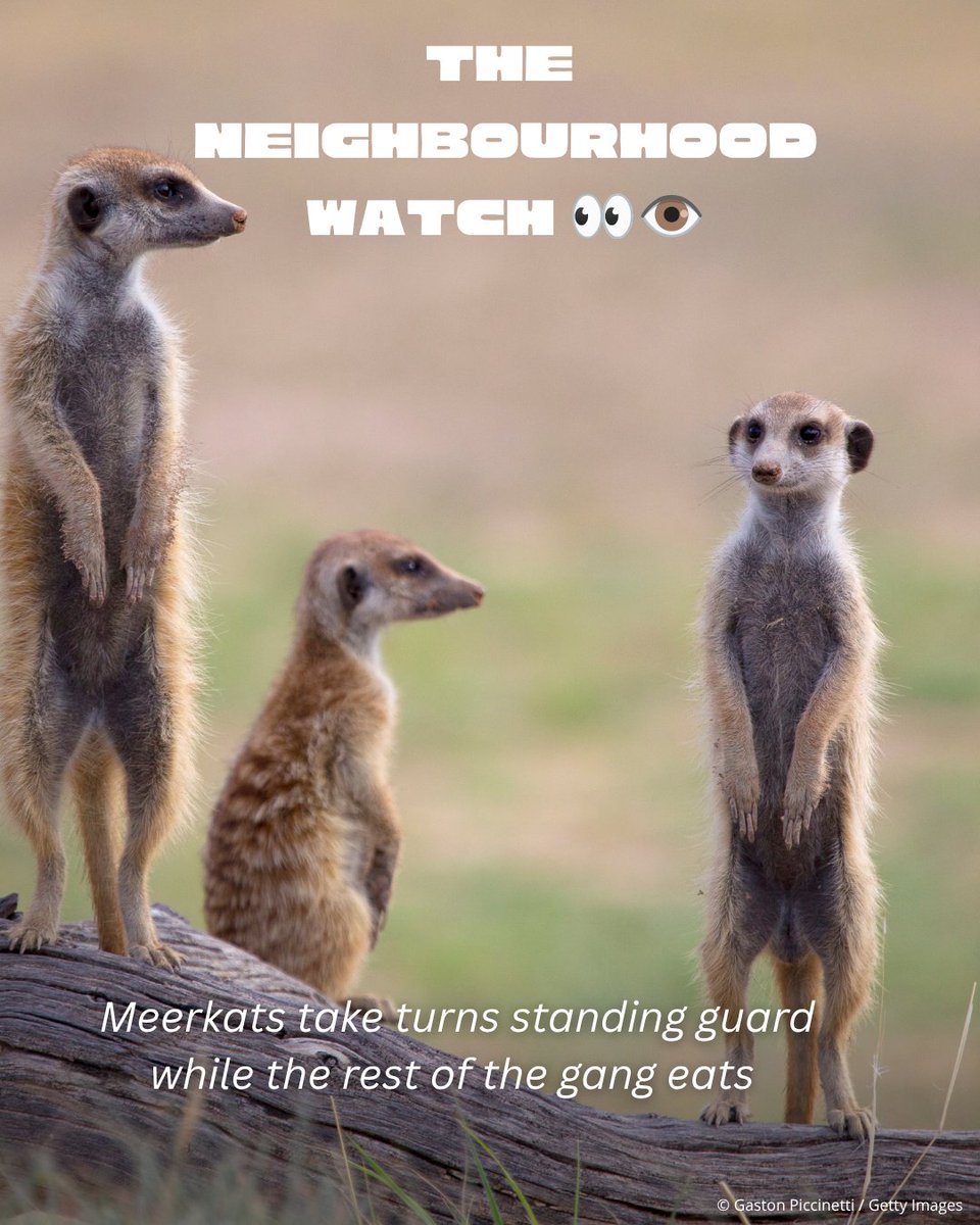 WWFSouthAfrica's tweet photo. Turns out South Africans aren't the only ones who take home security seriously. 🏡🐧🐒 Meet some of South Africa’s best defenders in nature. 👉 https://t.co/ozvuo3L8DL