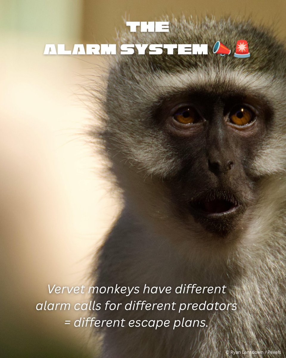 WWFSouthAfrica's tweet photo. Turns out South Africans aren't the only ones who take home security seriously. 🏡🐧🐒 Meet some of South Africa’s best defenders in nature. 👉 https://t.co/ozvuo3L8DL