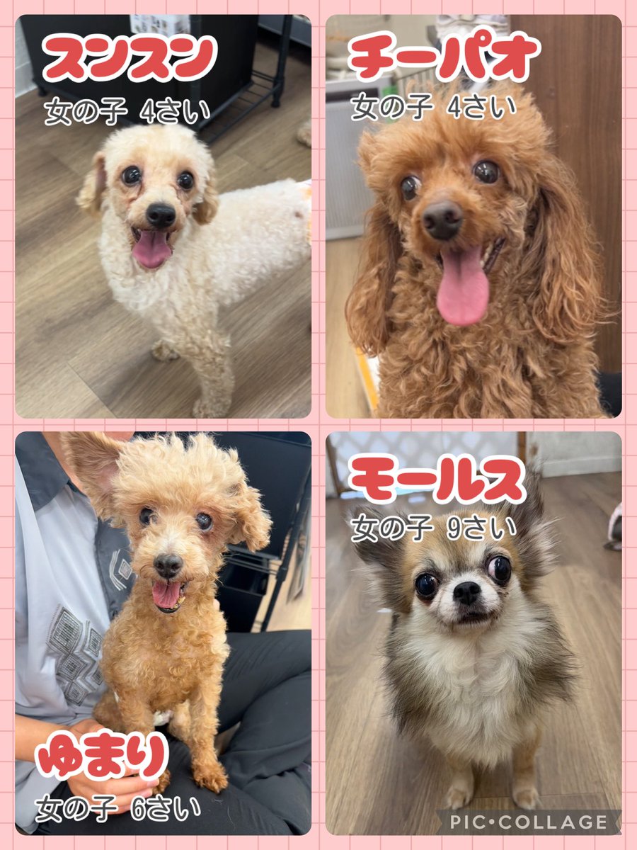 Hogooooo69's tweet photo. 現在の里親さん募集メンバーです🐶

コロナ、インフルエンザ予防のため
手指消毒にご協力下さい！

平日は混み合った際は満席時90分制🕒
土日祝は完全90分制となります⏰
ふれあい時間は19時半までとなります⚠️

お問い合わせは電話にてお願いします！
ご来店お待ちしております

#里親募集中　#保護犬 https://t.co/ezJxPTk9Sy
