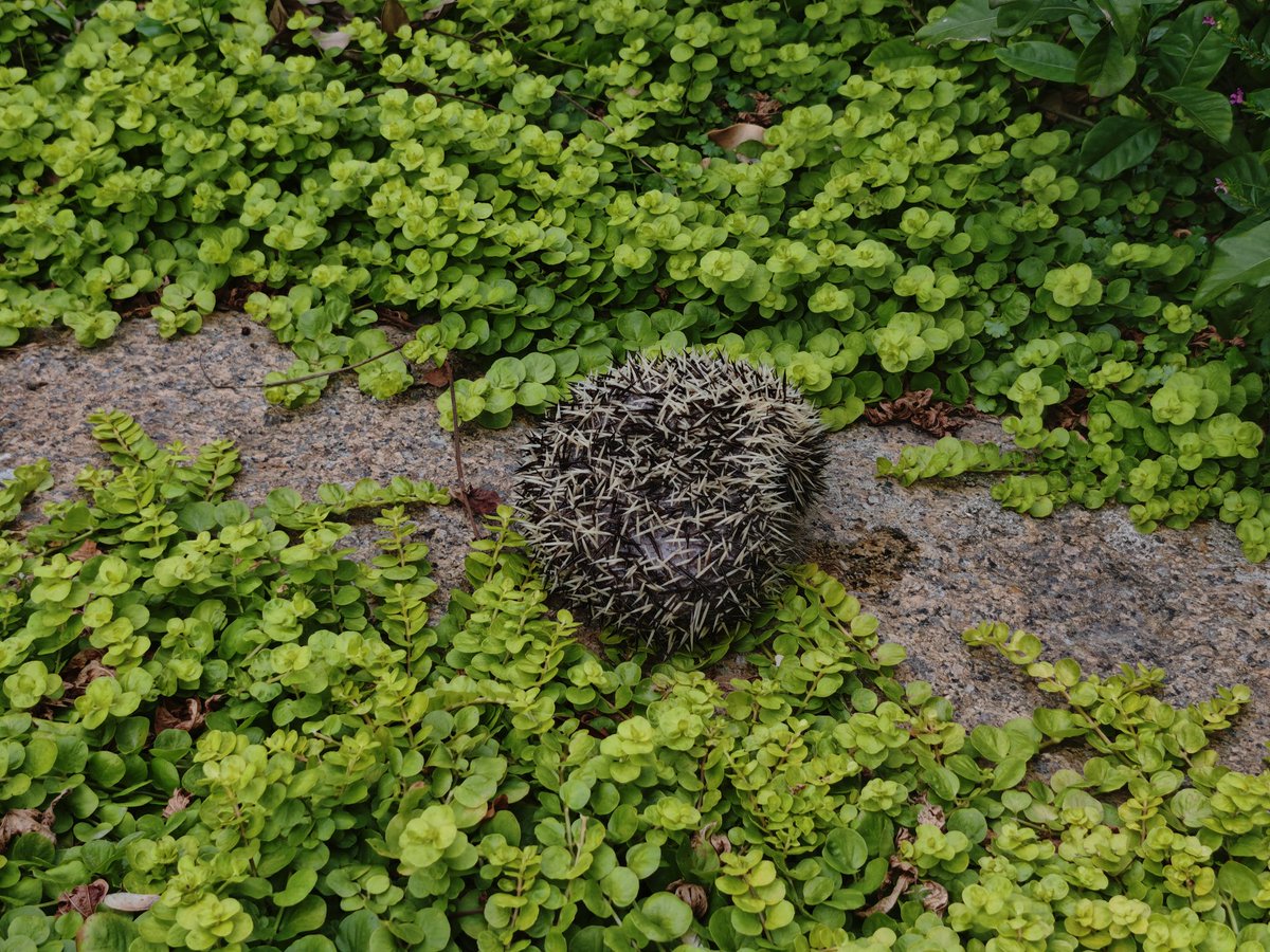 Xi1274542's tweet photo. 鱼池或将成为神秘生物刷��点

刚救出来一只小癞疙宝，转身去拿滤布准备洗的时候发现阴影中有个神秘生物在看我，还好是碰到我了（）

超长不锈钢勺刚刚好能装下这小家伙，还是太好用了，打捞失足生物
洗完布的时候发现已经在那边偷偷活动了，但是安好滤布就已经不见了，可恶啊没有拍到清晰可爱之容颜… https://t.co/oLTyypNIPw