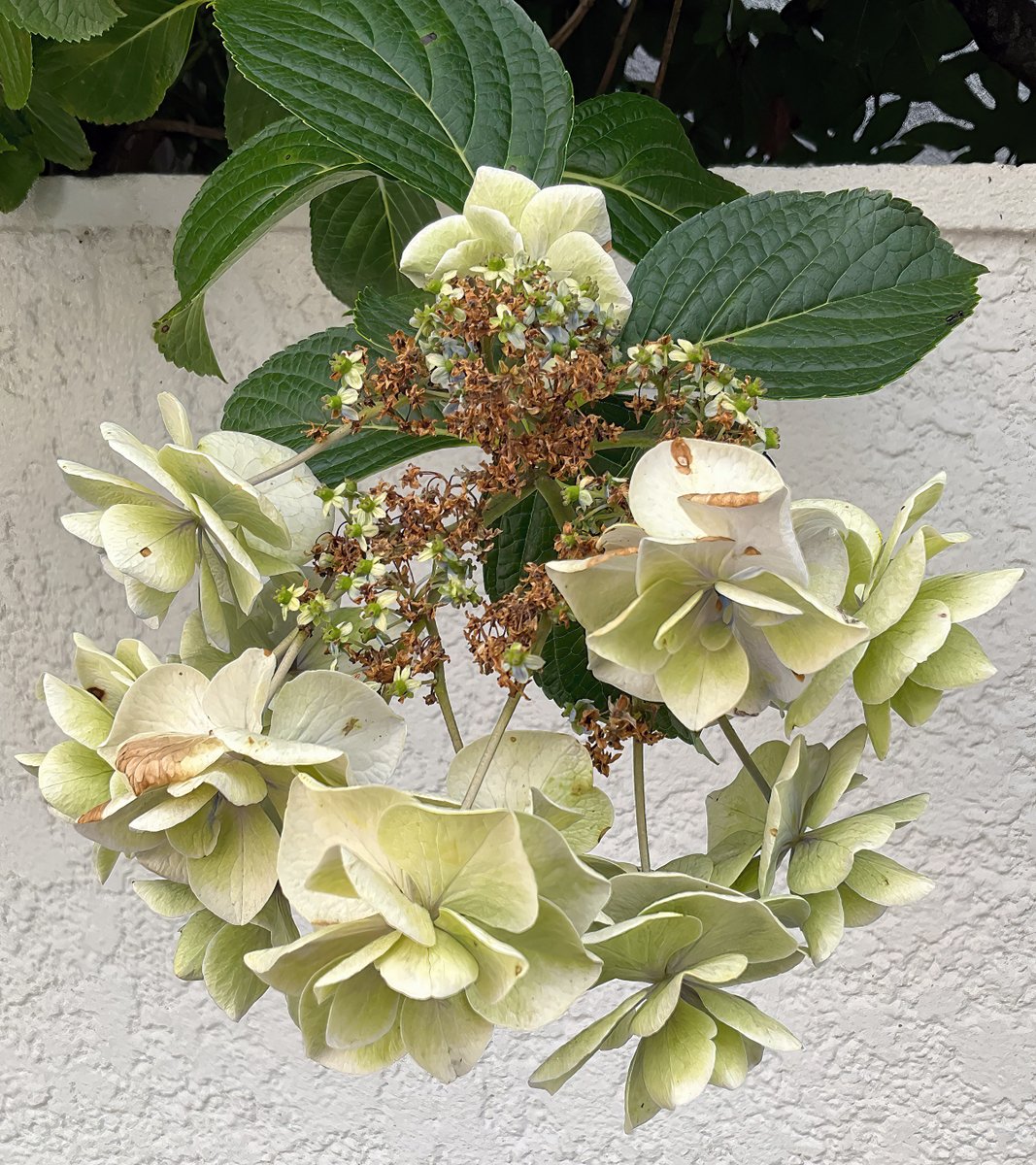 Todo_360's tweet photo. ＜La Petite Surprise（西荻窪）＞
褪せた紫陽花を愛でつつ、ラ・プティット・シュルプリーズで『パフェフォレノワール（黒い森）』。チェリー、キルシュ、ヴァローナココアとチョコをふんだんに投入し、キルシュアイスとチェリーソルベを囲むココアクッキーとクランブルが、ザクザク音を奏でるグラス https://t.co/Wpul4ojgNg