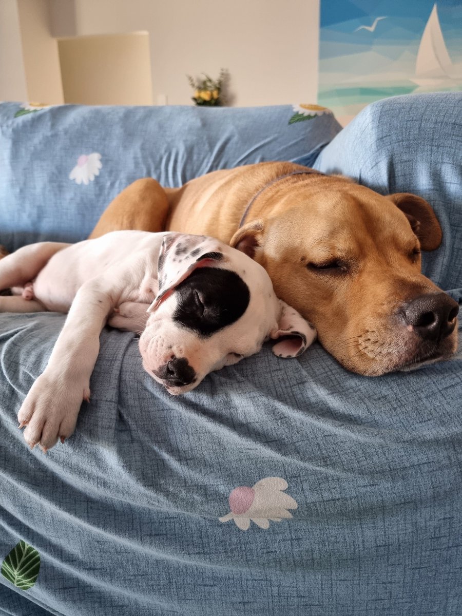 IStaffies's tweet photo. This one came up in memories of Max and Clyde from last year... Too cute 🩵 #doglife #staffy #staffies #puppies https://t.co/OCYYVu85Vq