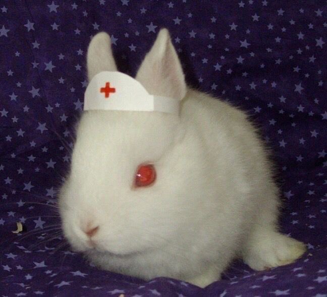 bunnyerenn's tweet photo. for my bunny eren nurse eren propaganda https://t.co/EQqJZo5UQw