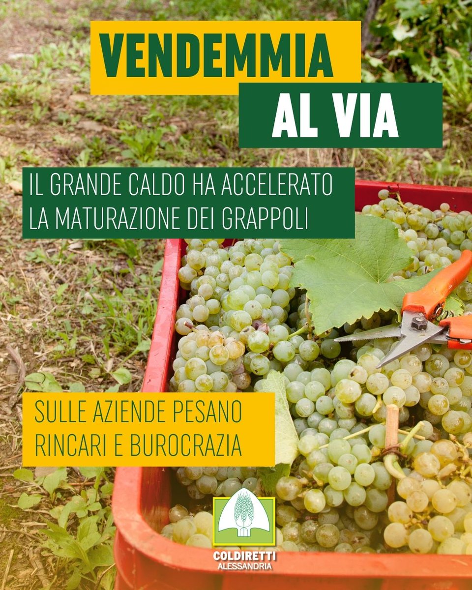 ColdirettiAL's tweet photo. Vendemmia: con temperature record al via con 10 giorni di anticipo, si parte dal Moscato
Nella zona dell’Acquese nei prossimi giorni verranno staccati i primi grappoli
Il grande caldo ha accelerato la maturazione. Sulle aziende pesano rincari e burocrazia
@coldiretti #coldiretti https://t.co/tnTX26Yn7p