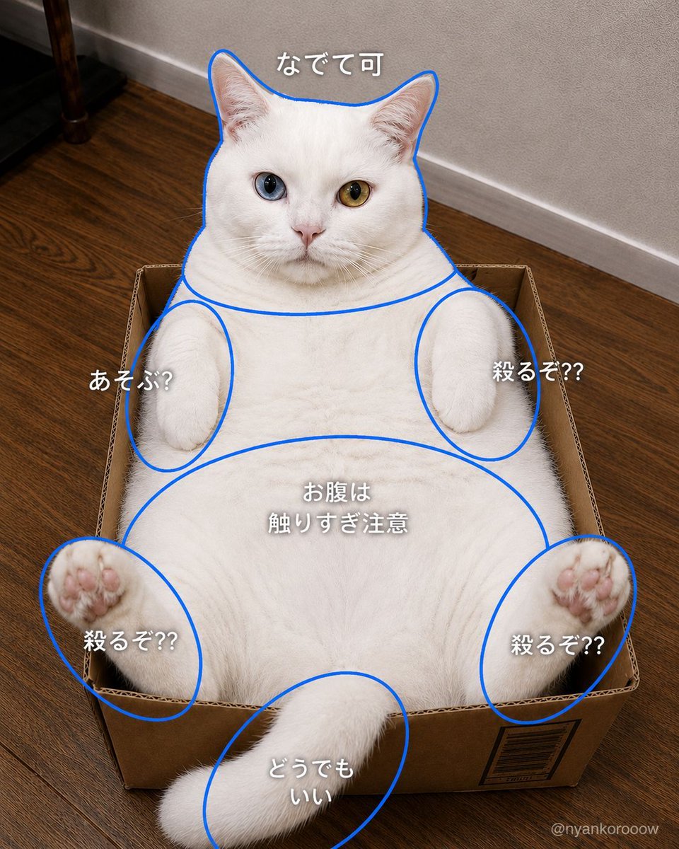にゃん太郎｜猫画像｜Funny Cats в X: „ご利用前に必ずお読みください