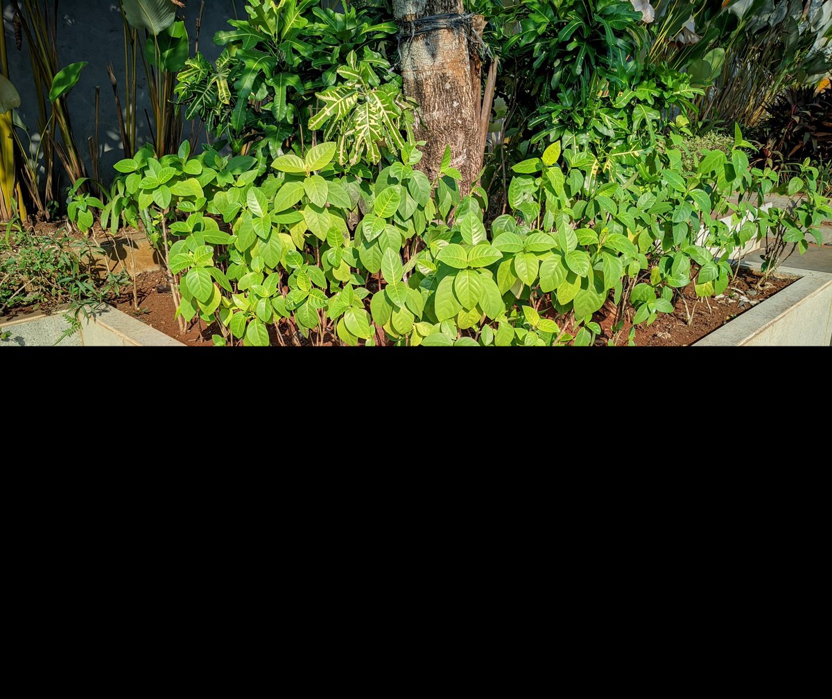 joestump666's tweet photo. Ijo bhang 🗿 https://t.co/0FuDHhff28