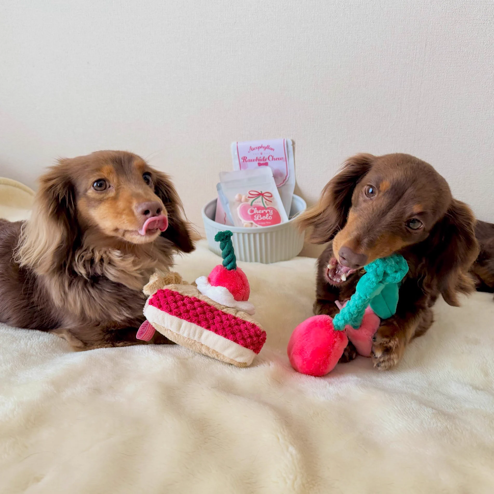 Doggy Box(ドギーボックス) (@doggybox_jp) / X