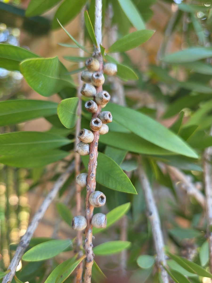 CamillaCSFW's tweet photo. Any ideas as to what this tree is? 🤔🇪🇸 https://t.co/jug2F7VTEQ