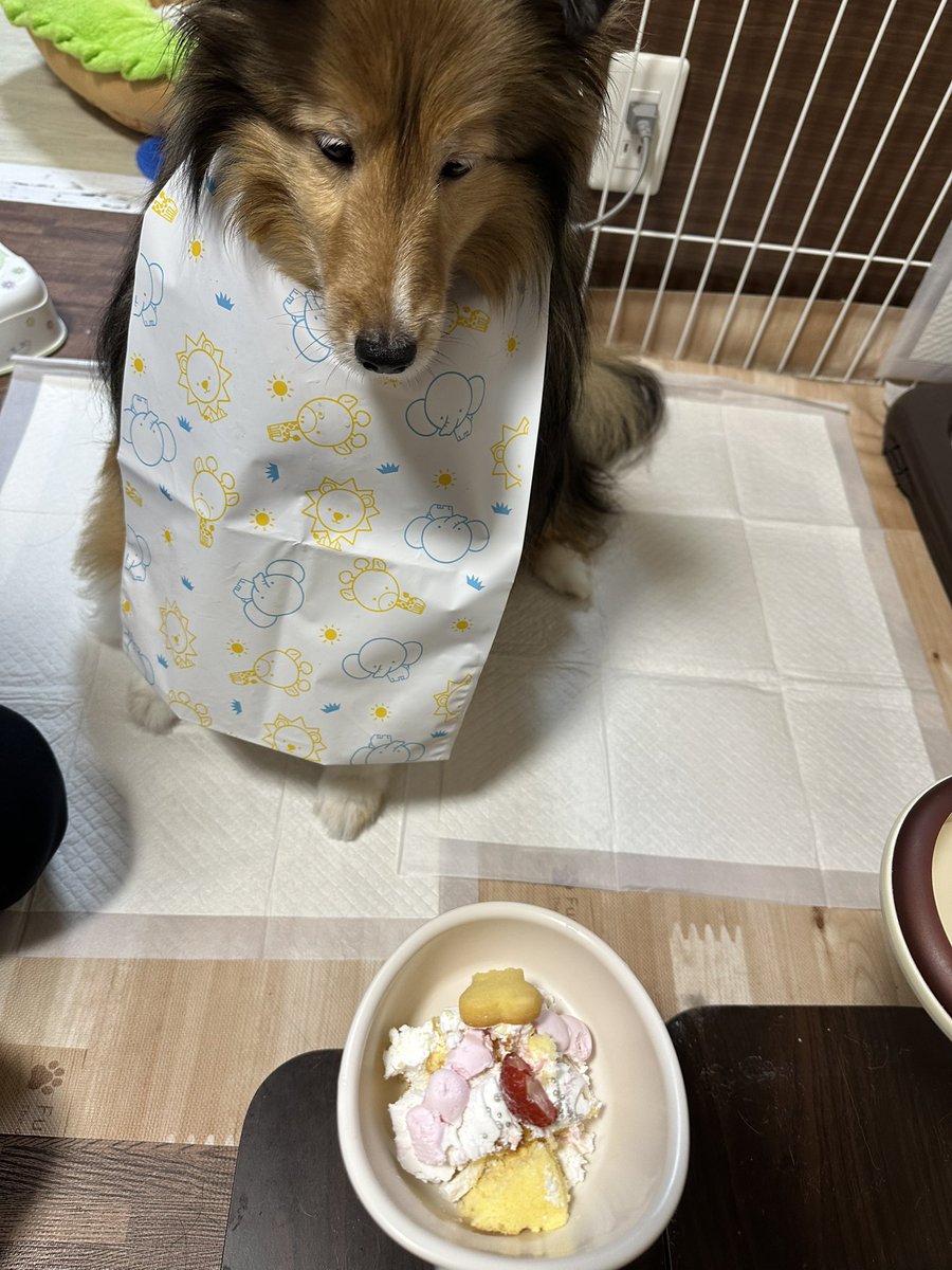 sion_1018's tweet photo. 美味しそうに食べてくれました🎂🐕 https://t.co/DLxDsZFPwl