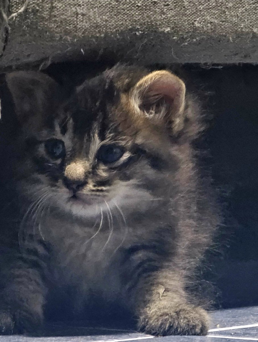 wembynyama's tweet photo. guys kucingnya jantan ihhh gemes banget tolonggg ga kuat mau pingsan🤏🏽😭 saran nama pleaseeee udah kehabisan ide😿 https://t.co/ahzlVZFKkp