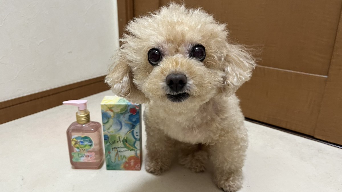 ukumx's tweet photo. ボトルがかわいくて写真撮ろうと思ったら入ってきたからそのまま撮った https://t.co/PNDqkfa853