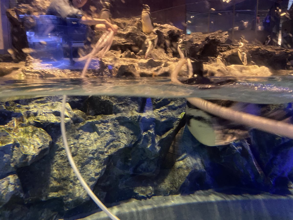 0629KENJI's tweet photo. ホースと戯れる ぼんぼり

#すみだ水族館
#羽毛さん日誌 https://t.co/sA7C5DkBak