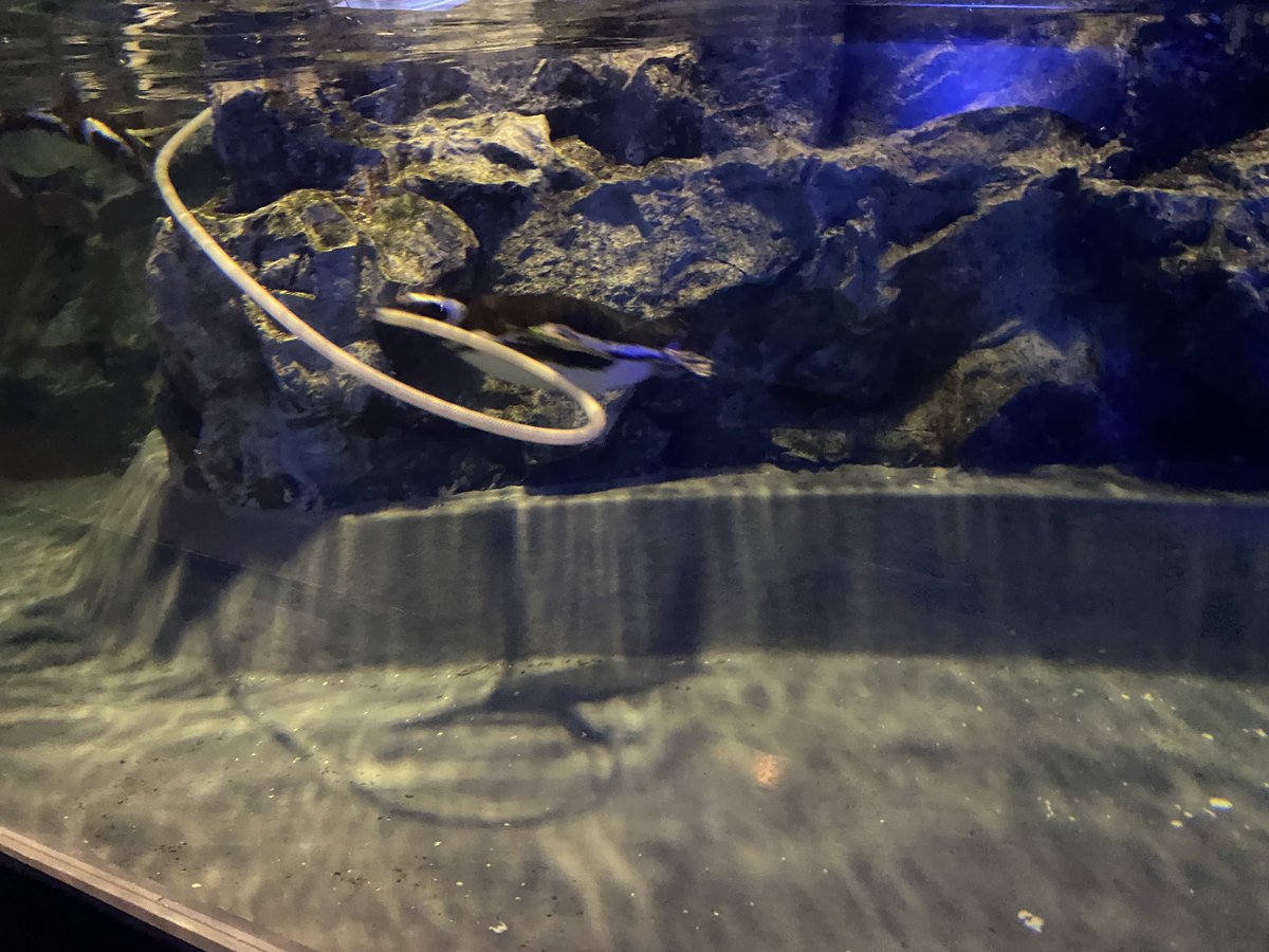 0629KENJI's tweet photo. ホースと戯れる ぼんぼり

#すみだ水族館
#羽毛さん日誌 https://t.co/sA7C5DkBak