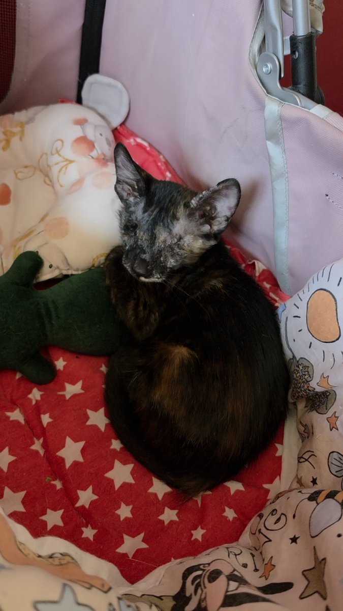 haysethecat's tweet photo. Abimim mini beşiiiiinde uyuyoyum çuk yahadmış buyaşı https://t.co/nRSH5syaBb