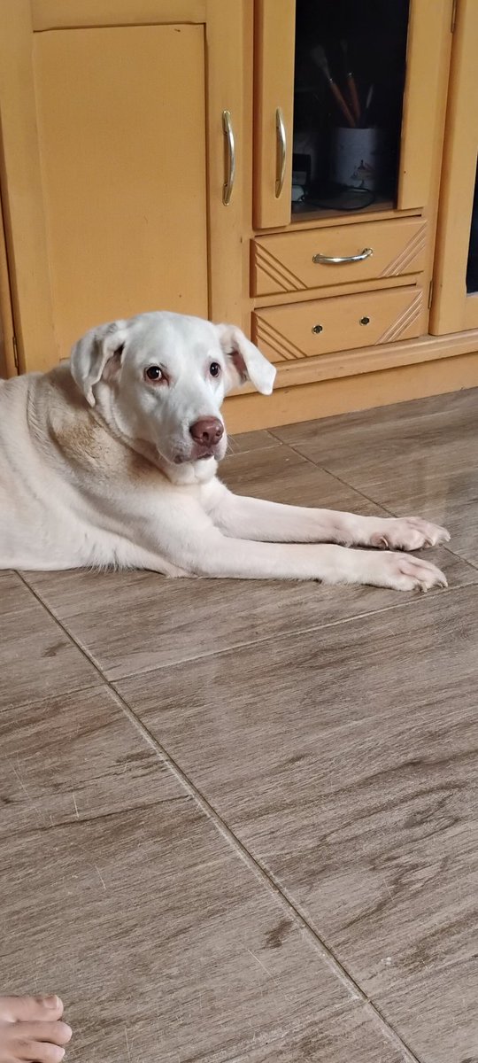 ContacaoL's tweet photo. Depois de uma semana de recesso escolar em casa, já estou começando a sentir os olhares de julgamento do meu cachorro... 🐶👀 https://t.co/UWFt1vh848