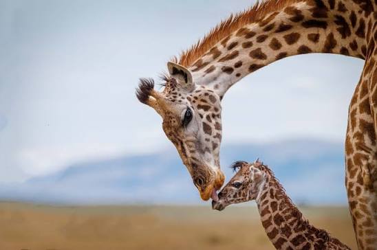 AngelTamer57553's tweet photo. 🦒❤ https://t.co/OeI9sobaGl