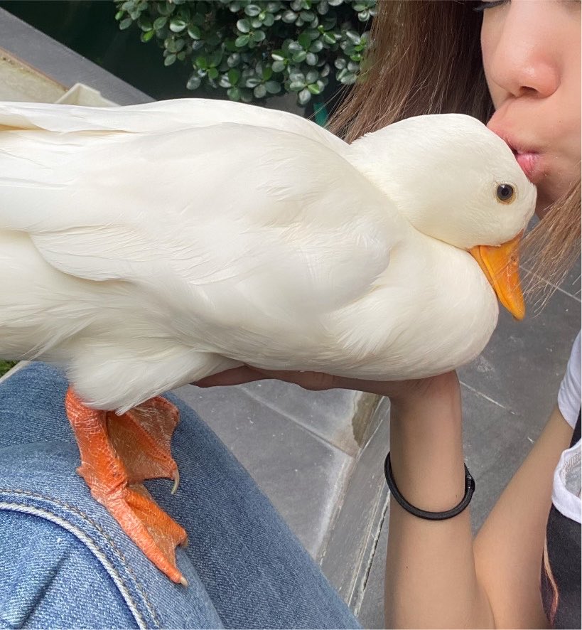 FayapisL's tweet photo. @FayGene_GallTH ดูดวิญญาณเป็ด https://t.co/ydrtJq8x2l