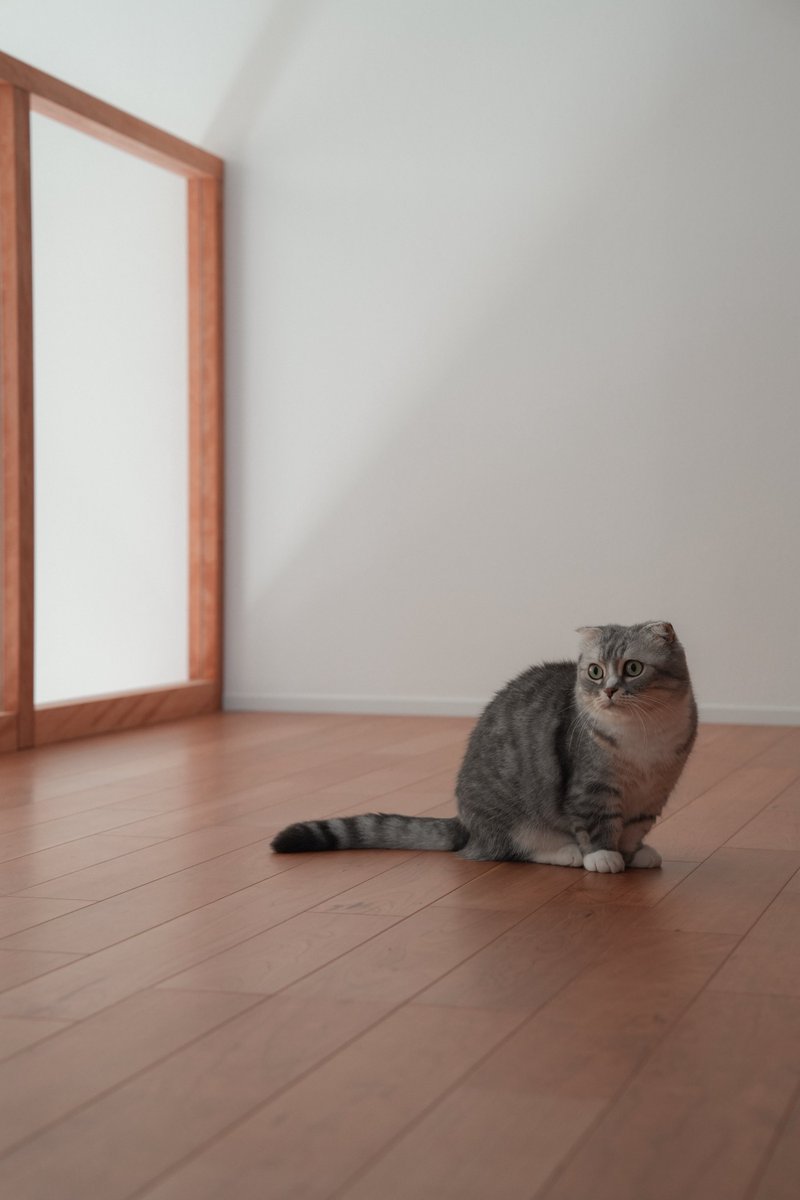 fune__ral's tweet photo. キャットタワーを組み立てる人間を見守る猫 https://t.co/ahiB4C1foX