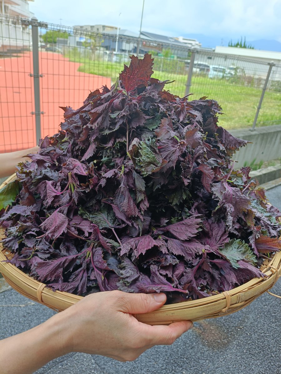 BiRiYATA's tweet photo. 🀧
今週も明日からの営業です。
赤紫蘇シロップ追加で作りました。
よろしくお願いします🐈️✨️
#ビリヤタ
#カレー食堂ビリヤタ https://t.co/4nCYJ3YET9