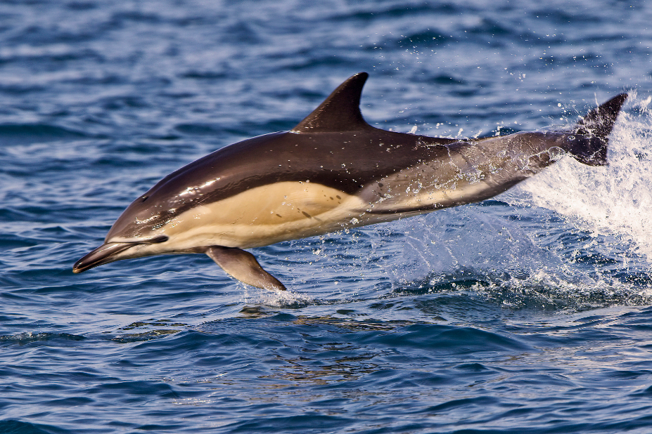 1jour1actu's tweet photo. 🐬 Les #dauphins ne font pas que sauter hors de l’eau ! Ils utilisent les sons pour « voir », communiquent entre eux et coopèrent pour chasser. Découvrez leurs incroyables super-pouvoirs 👇https://t.co/bx7Q5SwKAq https://t.co/faX6mEjbtm