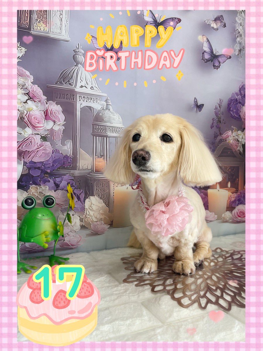 shallowm97's tweet photo. ７月２６日
みるく　１７歳になりました。　🎂 https://t.co/e11J0TmCCe