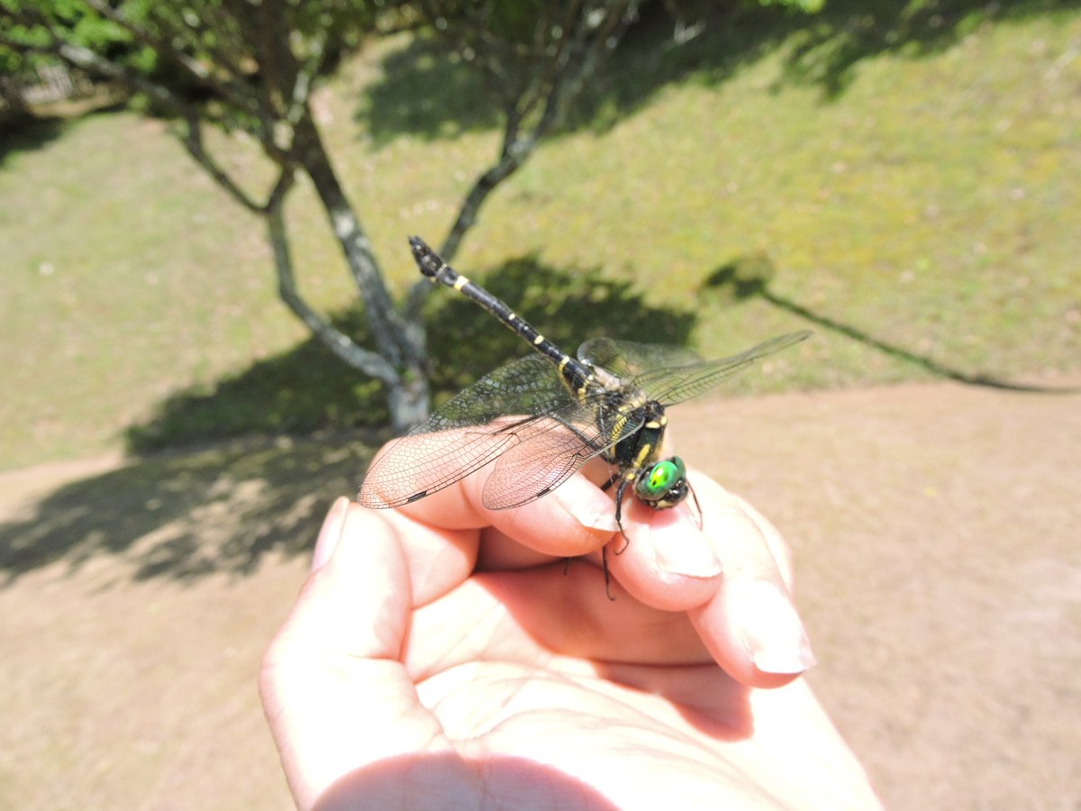 seiwanomori's tweet photo. いろんな昆虫が遊びに来てますよ～☺️

しかしやはり猛暑だからなのか数は少ないような気がします🙄 https://t.co/jFHS0yfSYr