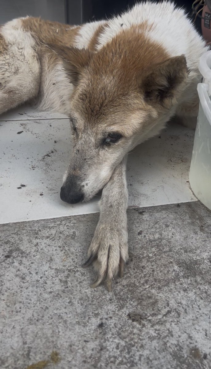 happydoggothai's tweet photo. วันเเรกที่เจอเเอร์บัสอยู่ในสภาพนอนหมดเเรงมีเเมลงวันตอมเเผลเต็มไปหมดเเต่เเววตาของเเอร์บัสบอกว่าน้องยังอยากจะสู้ต่อ

วันนี้เจ้าเเอร์บัสดูเหมือนเด็กลงสิบปีเเละสดใสกว่าตอนเเรกมาก

ใครกำลังท้ออยู่อยากให้เรื่องของเอร์บัสเป็นกำลังใจให้กับทุกคนวันที่สดใสกำลังรออยู่ https://t.co/ivJdGfmUcS