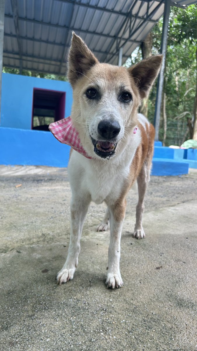 happydoggothai's tweet photo. วันเเรกที่เจอเเอร์บัสอยู่ในสภาพนอนหมดเเรงมีเเมลงวันตอมเเผลเต็มไปหมดเเต่เเววตาของเเอร์บัสบอกว่าน้องยังอยากจะสู้ต่อ

วันนี้เจ้าเเอร์บัสดูเหมือนเด็กลงสิบปีเเละสดใสกว่าตอนเเรกมาก

ใครกำลังท้ออยู่อยากให้เรื่องของเอร์บัสเป็นกำลังใจให้กับทุกคนวันที่สดใสกำลังรออยู่ https://t.co/ivJdGfmUcS