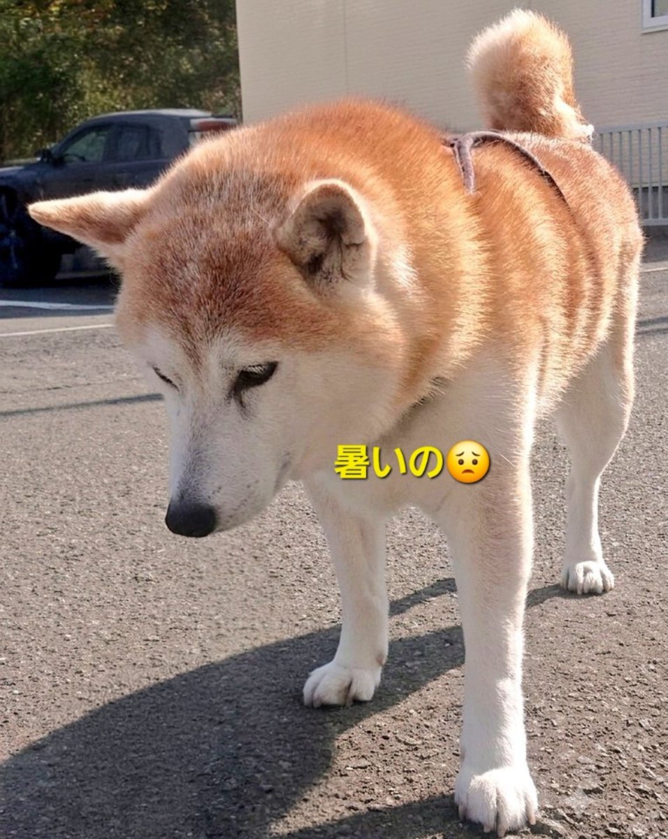 Bunkyodohira's tweet photo. こんにちは☀️文教堂平岸店の
しばてんちょうですよ🐶

🐾ホビージャパン　９月号
🐾モデルグラフィックス　９月号
🐾モデルアート　９月号

　　🐕️入荷してますよ🐕️
ご来店お待ちしてますね🐕️🎵
#ホビージャパン #モデルアート
#モデルグラフィックス https://t.co/Vr7AZuDjcf