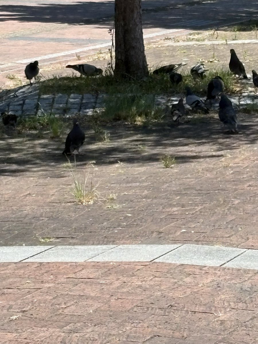 IiiBossy's tweet photo. 鳩も木陰から出てこない暑さ https://t.co/MvrNIlZGjJ