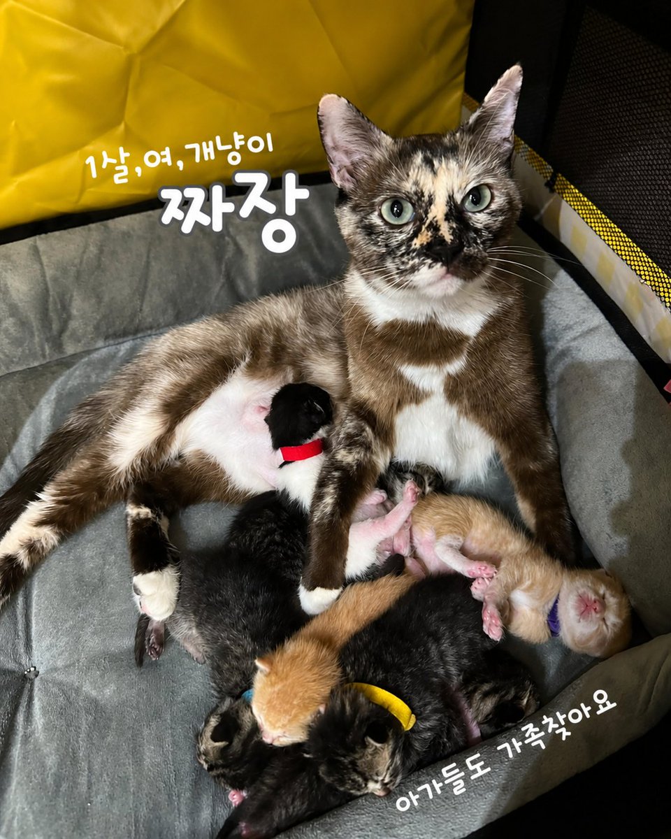 bomdallae74062's tweet photo. 짜장 ❣️ 입양홍보

1살, 여, 어미 고양이

✨️사람 좋아하는 개냥이
 (중성화 전 버려진 것으로 추정, 현재 중성화 완료)

✅️건강 양호

🚗현재지역  경기도 오산

📌입양조건
사람을 너무 잘 따르는 개냥이입니다. 다시는 버리지 않을 책임감있는 가족 희망합니다 https://t.co/SXyyXDPk7d