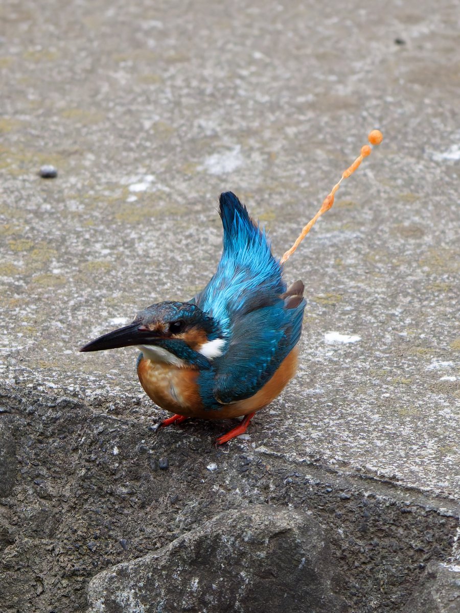 kazantotaki's tweet photo. 飛距離の出し方をよく知っているカワセミ

#カワセミ https://t.co/Zu9i49HjaR