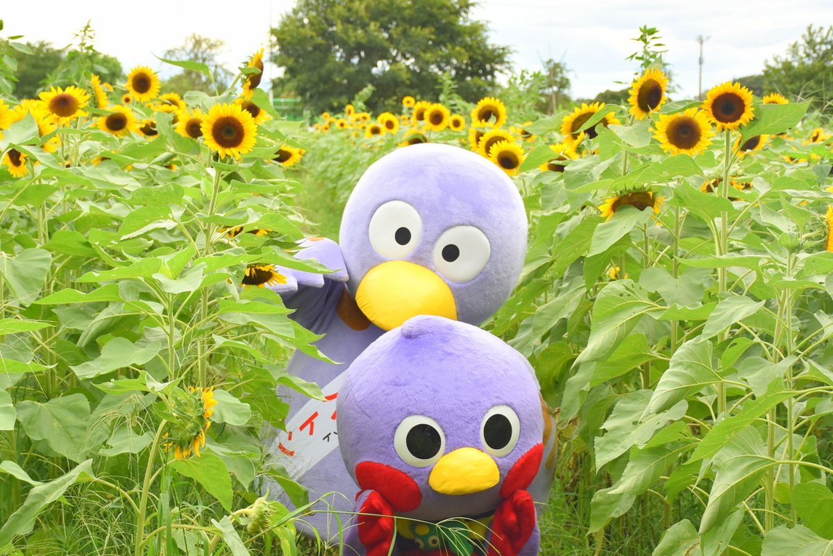 Sai_Kobaton's tweet photo. 8月に入ったトン！
今日は夏らしいひまわりが満開の写真をヘッダーに変更したトン☆黄色があざやかできれいトン！見ているだけで元気が出てくるトン♪
埼玉県内では熊谷市や川越市など...各所にひまわり畑があって、きれいなひまわりを楽しめるトン！夏のお出かけは、埼玉県のひまわり畑で決まりトン☆ https://t.co/vRLmL7tWPb