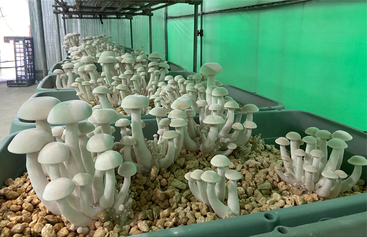 Boo_Watanabe's tweet photo. 出過ぎ感💦🍄
#ニオウシメジ #ニオウシメジ2026 https://t.co/6bCIkQoEch