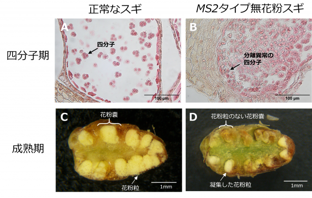 FFPRI_JP's tweet photo. 📢プレスリリース✨
無花粉スギ（MS2タイプ）の候補遺伝子を同定
—花粉を作らない原因の解明に前進—

https://t.co/fthecf9WKV https://t.co/Fk7kDdZI4Q