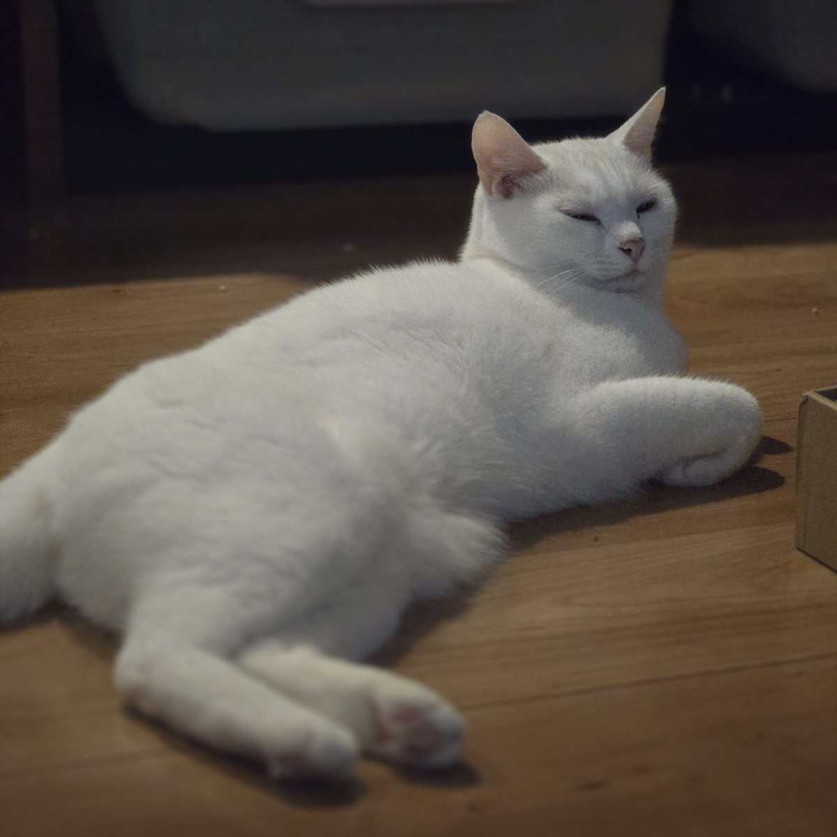 sunafukintome's tweet photo. 一瞬だけ微睡む猫
(ｲｯｼｭﾝﾀﾞｹﾏﾄﾞﾛﾑﾈｺ) https://t.co/3Y9xcYK5yL