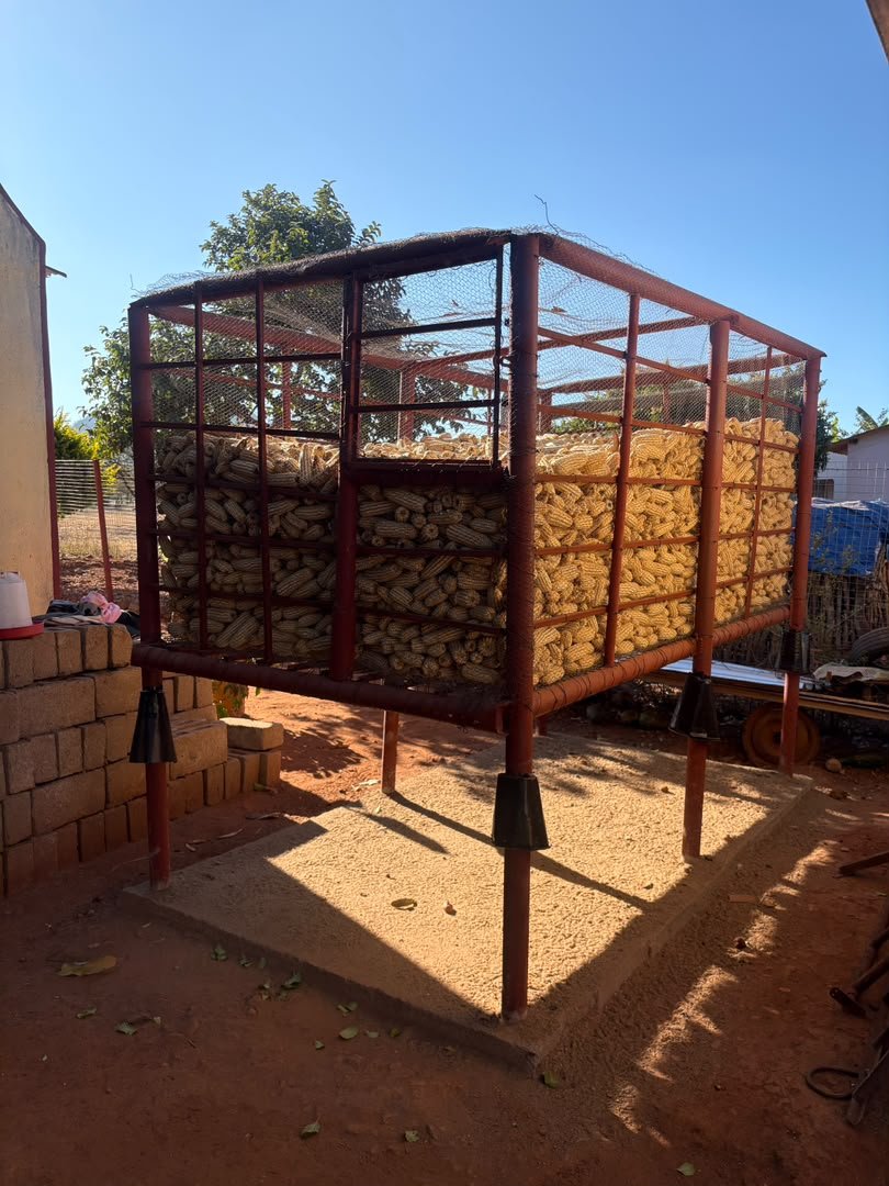 zenzele's tweet photo. While visiting VukuZenzele Co-operative in Zvishavane, I noticed this maize storage design. The "granary" is raised off the ground, but what really caught my attention were the cone-shaped metal guards fitted around each supporting pole.
These metal cones act as rat guards. Rats can easily climb vertical poles, but when they reach the smooth, flared metal cone, they can't get past it to reach the maize. It's a chemical-free solution that protects the harvest from rats while allowing good airflow around the stored cobs.