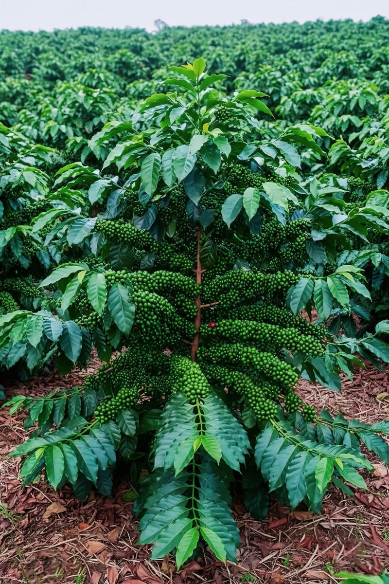 Bidoneses's tweet photo. Coffee plantation https://t.co/OUxBdLktqv