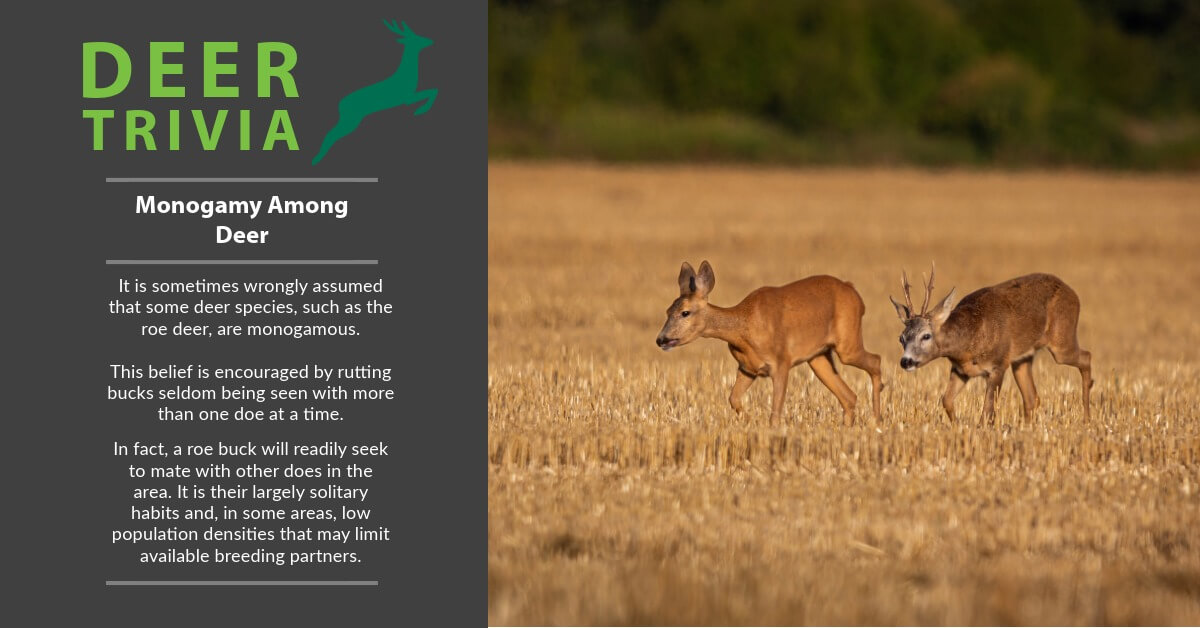 BritishDeerSoc's tweet photo. 🦌 Deer Trivia Tuesday: Monogamy Among Deer
Roe deer are sometimes thought to be monogamous because rutting bucks are often only seen with one doe at a time. In fact, a roe buck will readily seek to mate with other receptive does when the opportunity arises.
#DeerTrivia https://t.co/oKIlabGDLW