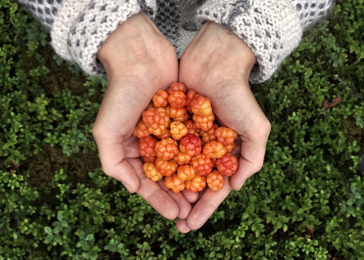 visitfinlandjp's tweet photo. 🧡ビタミンたっぷりのクラウドベリーのシーズン。クラウドベリーは『北極圏のゴールド』とも呼ばれている貴重なベリーです。ビタミン含有量はオレンジの3倍とか。森を歩いているときに明るい色のベリーを見つけると気分も盛り上がります！
📸Visit Rovaniemi, Virpi Mikkonen,Harri Tarvainen https://t.co/Tk7nkZ9Svy