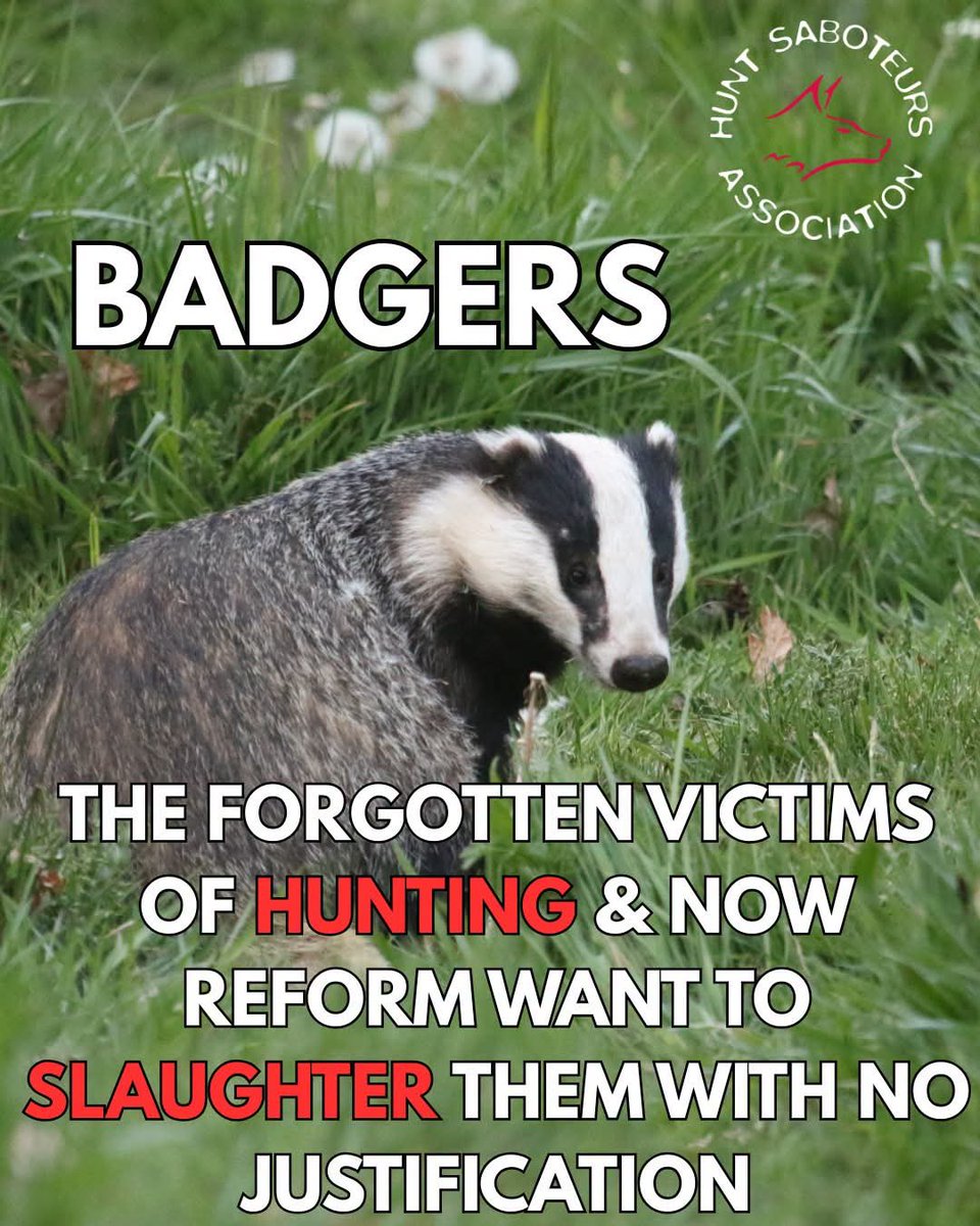 HuntSabs's tweet photo. Badgers are often the forgotten victims of fox hunting, an illegal activity that is supported by Nigel Farage and his Reform party, and now they are encouraging a cull of badgers in Wales, despite there being no scientific evidence that this is effective in dealing with bovine TB. 

A vote for Reform is a vote to eradicate wildlife.

There is no logic to their demand to slaughter badgers. In fact, Labour MP Vikki Howells has said in response to this ludicrous proposal: "There is simply no scientific consensus that the culling of badgers is effective in dealing with bovine TB."

It seems that Reform will do anything they can to persecute wildlife, whether it be supporting fox hunting or campaigning to kill badgers for absolutely no reason. Their policies are uneducated and built on propaganda.
