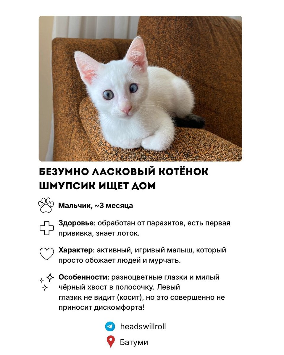 namaste_che's tweet photo. Котёнок ищет дом в Батуми/Тбилиси. Вы будете очень счастливы с этим бубликом, он любит спать в обнимку, мурчать в ушко, помогает со всеми домашними делами и работой (контролирует все процессы).

Очень прошу репоста ♥️ https://t.co/16xkofsqkj