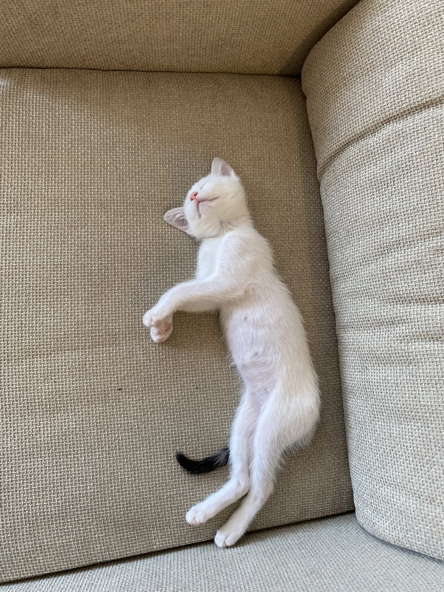 namaste_che's tweet photo. Котёнок ищет дом в Батуми/Тбилиси. Вы будете очень счастливы с этим бубликом, он любит спать в обнимку, мурчать в ушко, помогает со всеми домашними делами и работой (контролирует все процессы).

Очень прошу репоста ♥️ https://t.co/16xkofsqkj